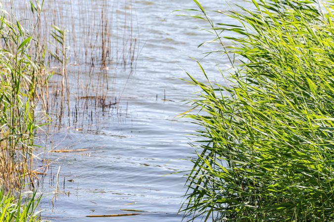 Aquatic grass in the lake