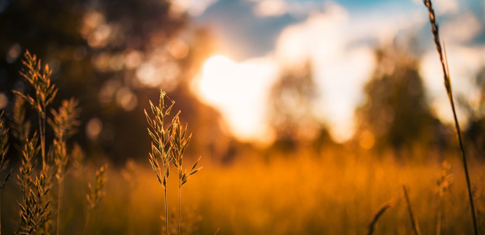 Long grass field surrounded by trees, wide