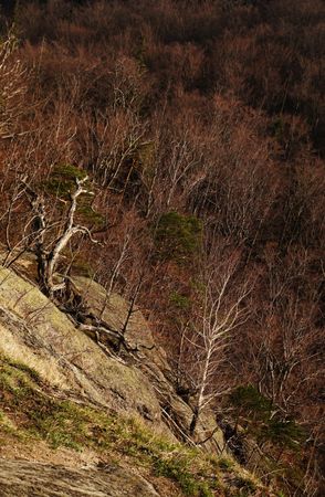 Bare trees and mountains on sunny morning