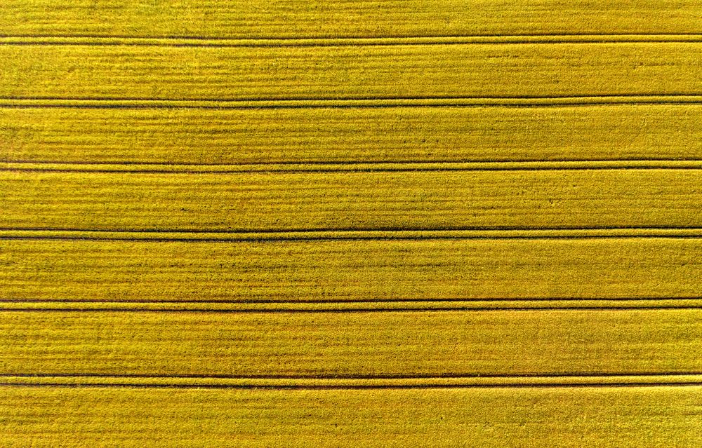 Drone shot with wheat field at sunrise