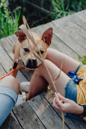 Cheerful adult couple playing with dog at countryside