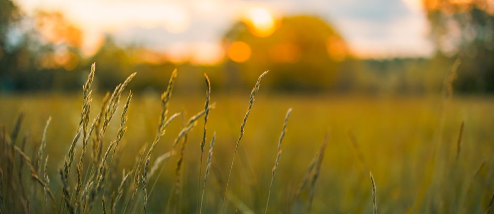 Close up of long grass, wide