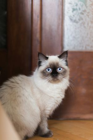 Ragdoll Cat Portrait with Blue Eyes and Colorpoint
