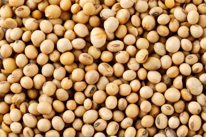 Close up of soybeans texture