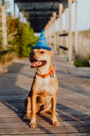 Playful brown dog in party hat at countryside