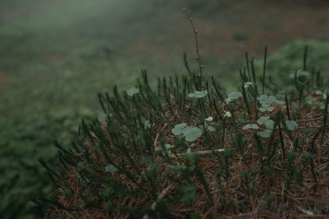Green sprouts in early spring forest