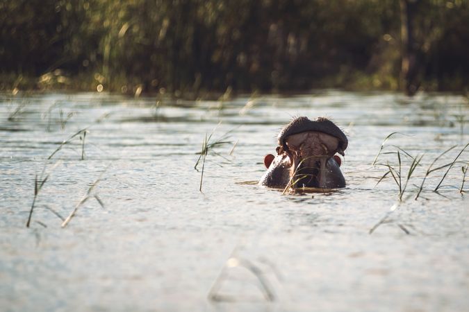 Hippo with open mouth in pond
