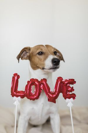 Adorable small white and brown dog sitting behind red balloon letters