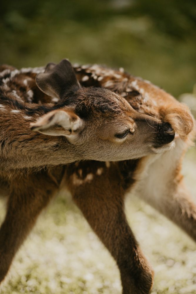 Cervus dama licking its body