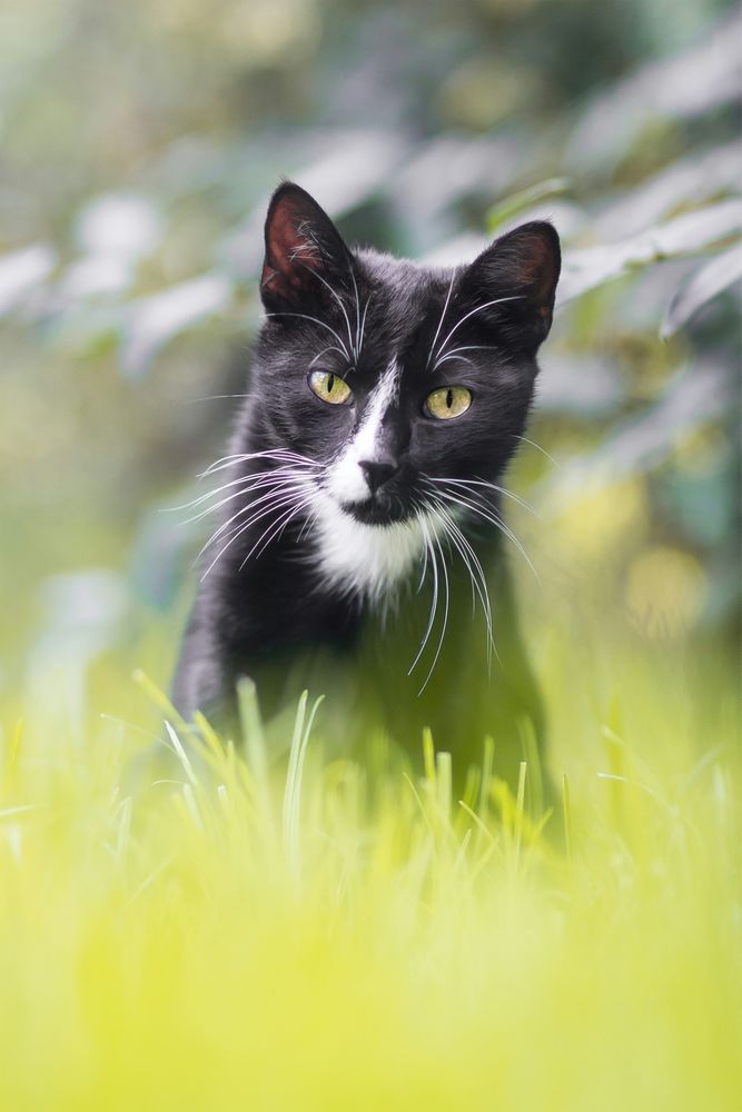 Cat Sitting in Bright Green Grass