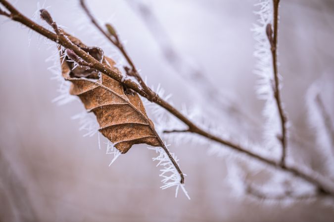 Leaf suspended by ice on branch