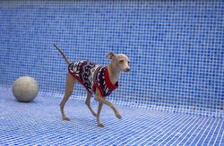 Italian greyhound dog playing in the pool with a ball
