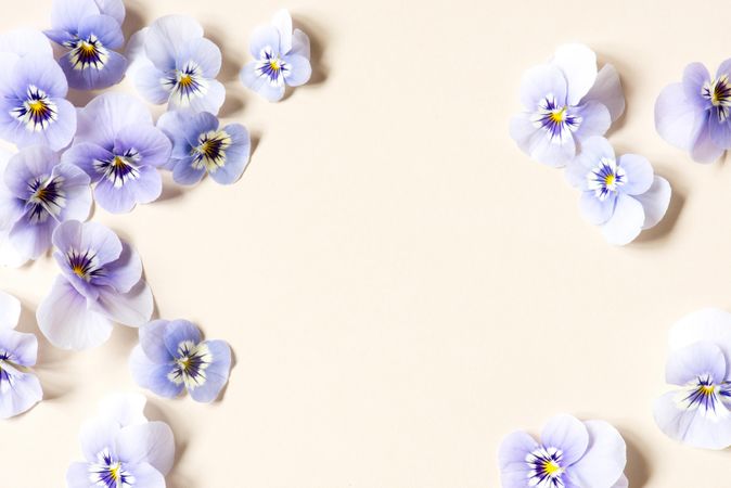 Purple viola flowers on a neutral background with copy space