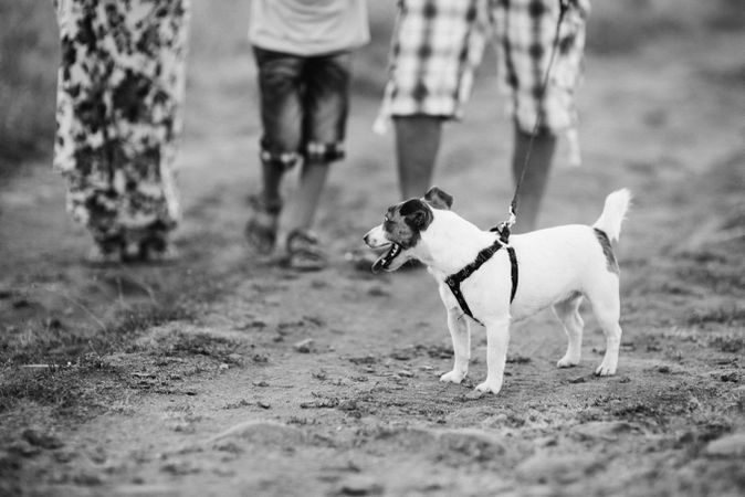 Grayscale photo of jack russell terrier and people standing on muddy ground