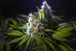 Close up of marijuana bud in a darkened room