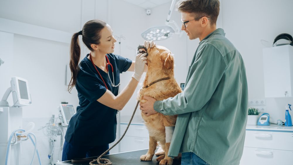 Female Veterinarian Examining Canine Teeth and Fangs of a Pet Golden Retriever.