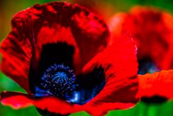 Bright red poppy flowers in a field
