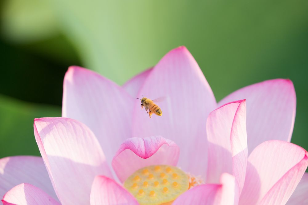 Close up shot of bee on pink flower