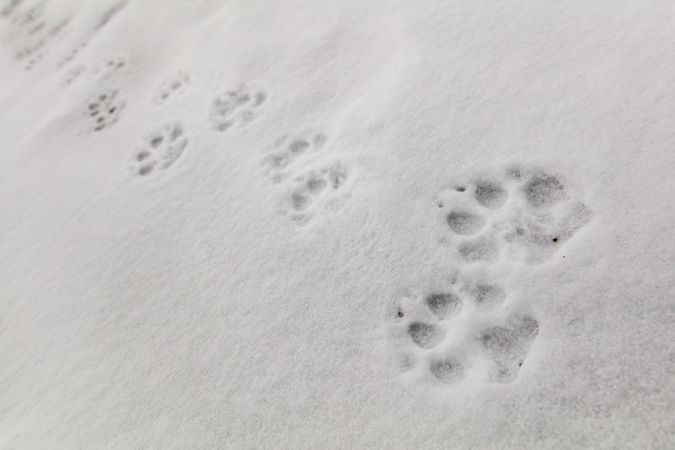 Large paw prints in the snow