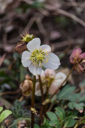Beautiful winter rose plant flowers in the park