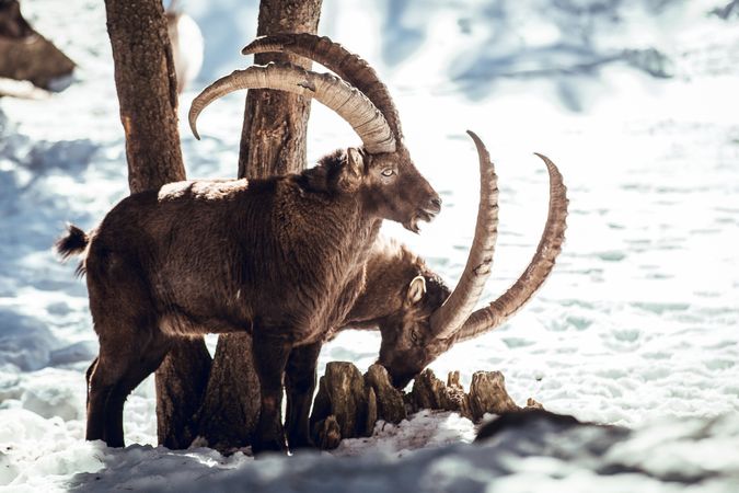 Wild goats pasturing near tree between snow
