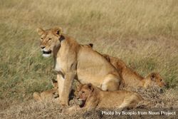 Lioness and offspring on yellow grass bG68V4