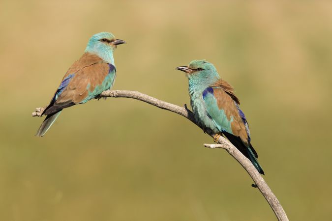 Wonderful bright birds on twig near plants