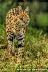 Portrait of bobcat on grass bYry10