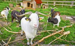 Long horned goat squad