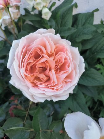 Top view of rose, oyster pink