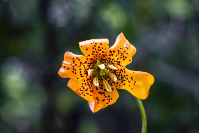 Front of orange tiger lily flower in the sun