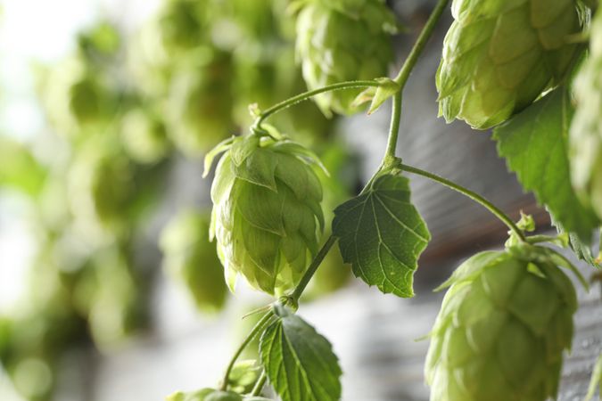 Branch of hops against blurred background, space for text