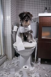 Miniature Schnauzer sitting on toilet bowl with torn paper in bathroom