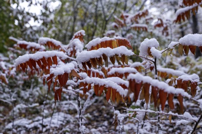 First snow on sumac in McGregor, Minnesota