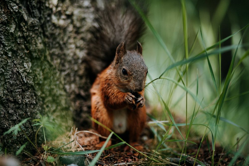 Fox squirrel eating nuts