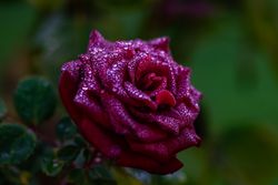 Blooming dark flowers in a garden with dew