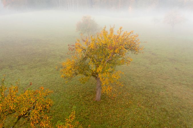 Aerial image with an autumn multicolored orchard on a foggy morning