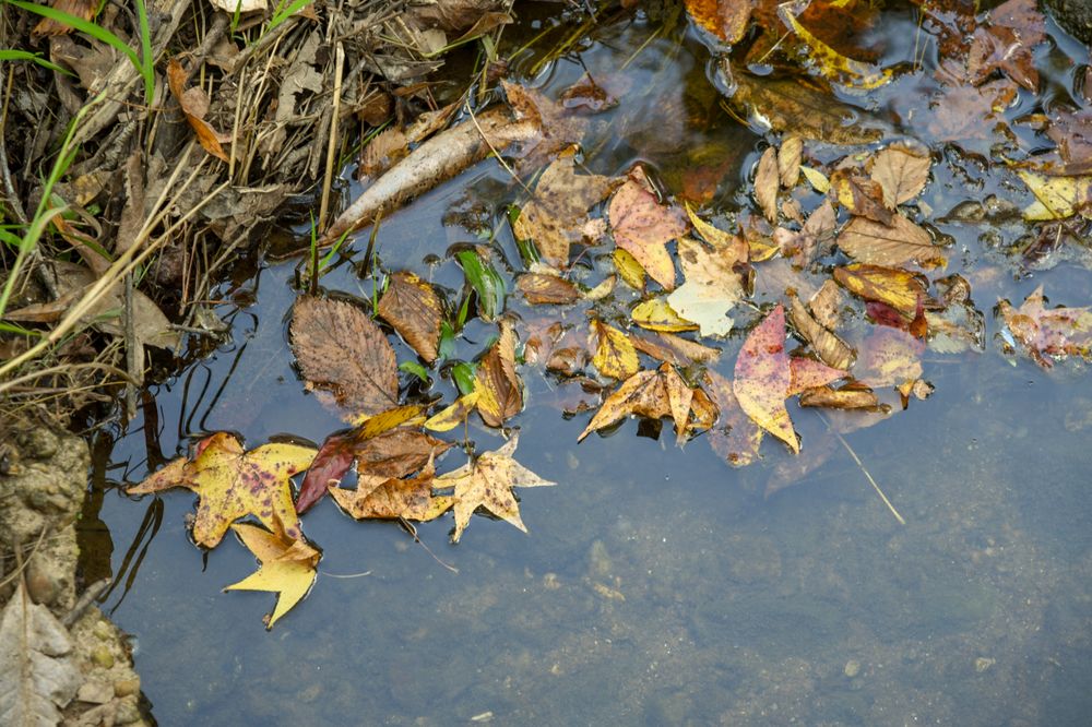 Autumn leaves in the water