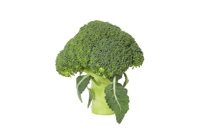 Branch of broccoli cabbage, isolated on plain background