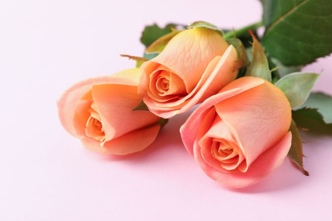 Beautiful fresh pink roses on pink background, closeup