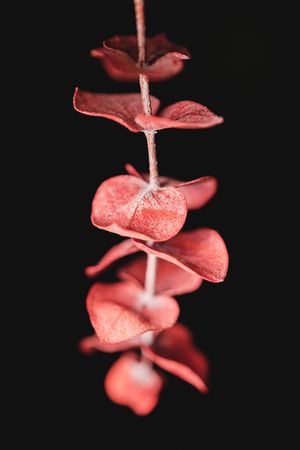 Blooming branch with delicate petals