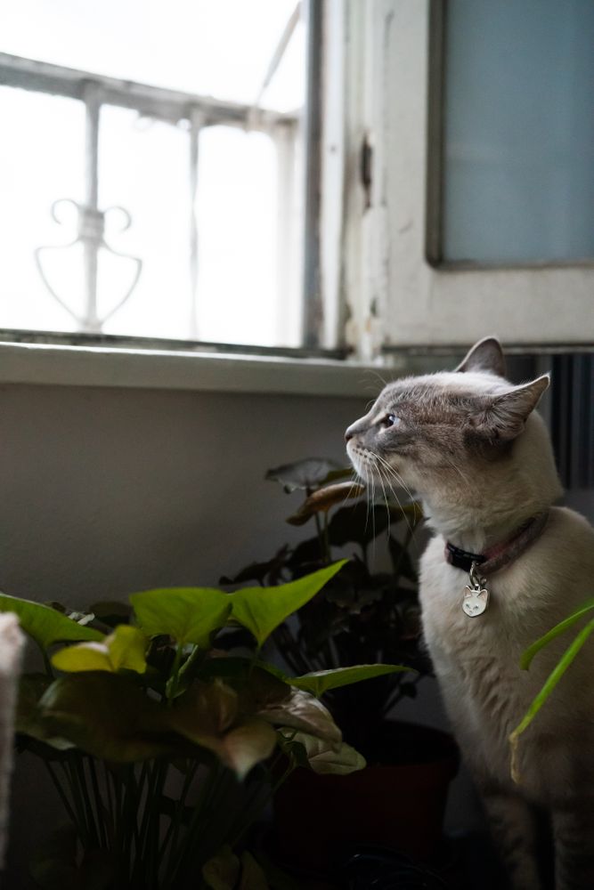 Cat sitting and looking out window