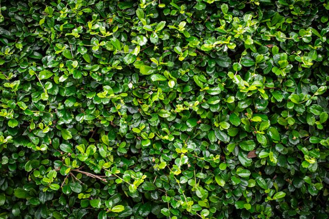 Green leave texture background