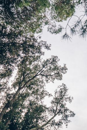 Tops of green trees in park