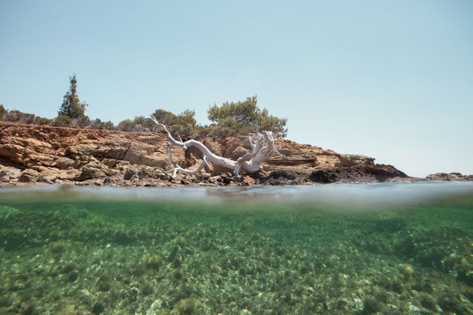 wood snag on seaside with clear crystal water