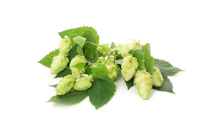 Fresh green hop isolated on light background