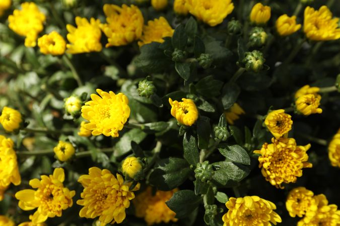 Beautiful yellow chrysanthemums with green leaves, close up