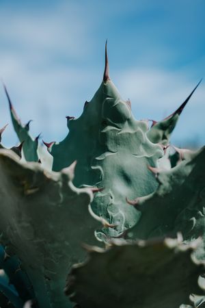 Spiky fresh succulent leaves