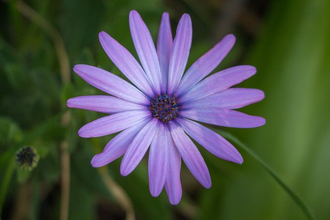 Single Lavender Daisy Flower Blooming In A Green Garden On A Bright Day