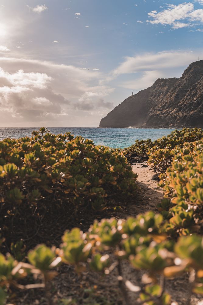 Trees near ocean and mountain
